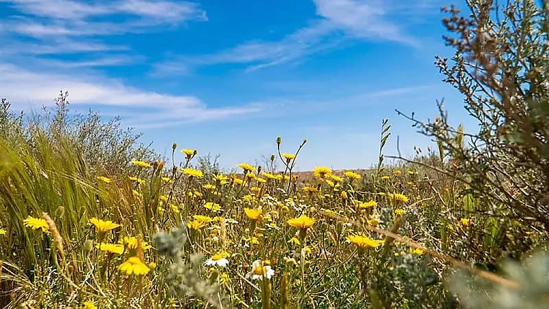 أراضي محمية الملك سلمان الملكية تحتضن بيئة خصبة وتنوع نباتي