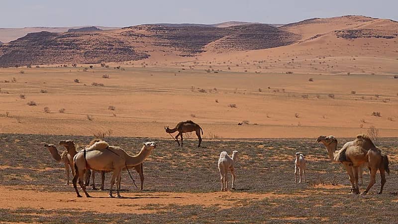 محمية الملك سلمان تمهل ملاك الماشية السائبة أسبوعين لإخراجها من الخنفة