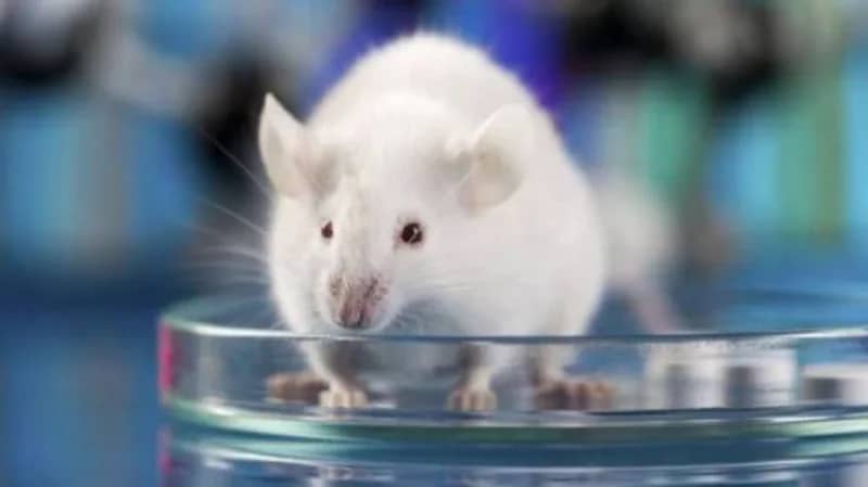 جامعي يقتل 60 فأر تجارب انتقامًا من زميلته