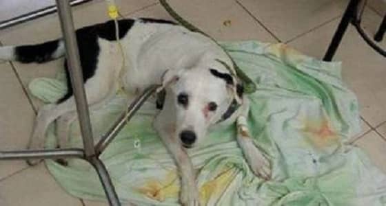 رجل يعتدي جنسيا على كلبة