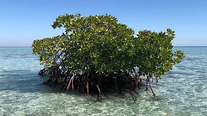 "البيئة" توضح أسباب حماية أشجار المانجروف (فيديو)