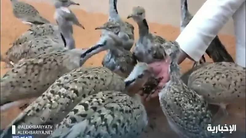 بالفيديو.. شاب ينشئ محمية لـ "طائر الحبارى" في شقراء