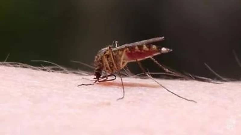 سر رغبة البعوض في لدغ الإنسان
