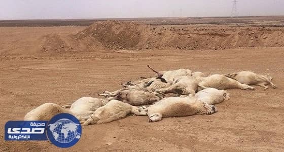 ذئب يقتل 30 رأسا من الأغنام ومربي ماشية يصطاده للعلاج