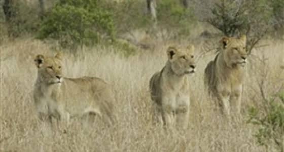 مجموعة أسود تلتهم رجلا حاول صيدها بجنوب أفريقيا