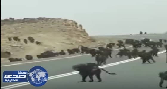 بالفيديو.. عدد كبير من القرود تقطع طريقًا في عسير