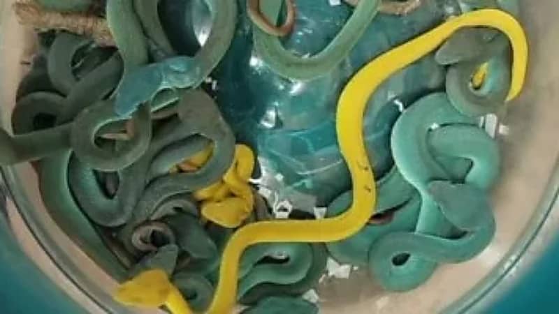 مصر تحبط كارثة بيولوجية: ضبط 300 كائن حي نادر وسام قبل تسربها للبيئة