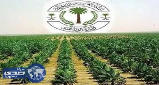 مدير زراعة تبوك يشيد بنتائج التجربة الأولى لمهرجان تيماء الزراعي