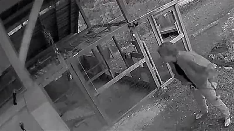 شاهد .. دب مخيف يفاجئ رجل وصديقته أمام حظيرة منزله