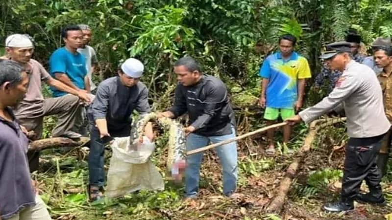 ثعبان ضخم يبتلع امرأة مسنة
