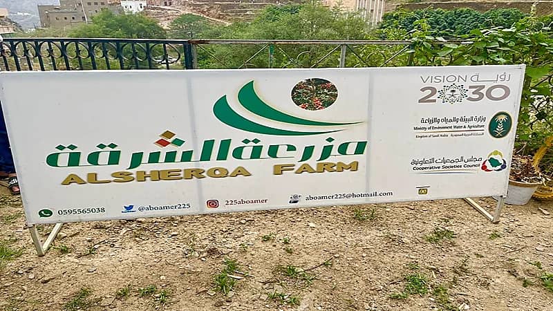 بالصور.. مزرعة «الشرقة» أول مدرسة حقلية لزراعة البن في المملكة