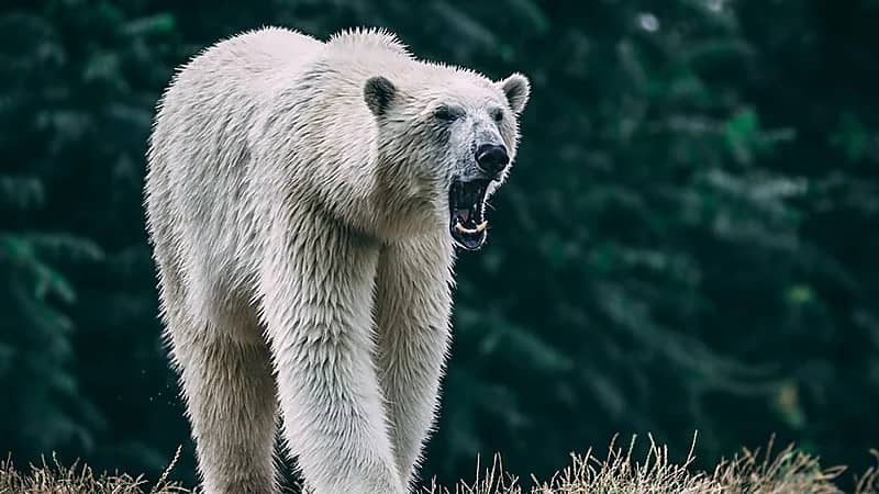 مقتل سيدة وطفلها إثر هجوم دب قطبي عليهما