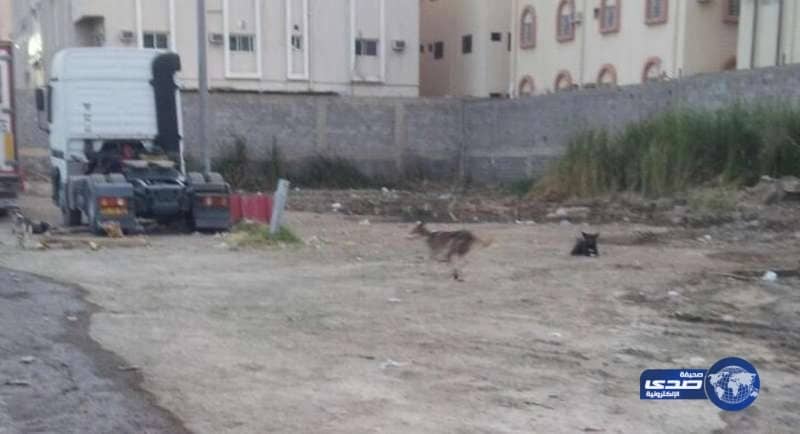 بالصور..الكلاب الضالة والحشرات ومياه المجارى تغزو منتزه الطائف