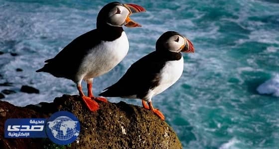 تقلص أعداد الطيور البحرية في جزر " جالاباجوس " لارتفاع الحرارة