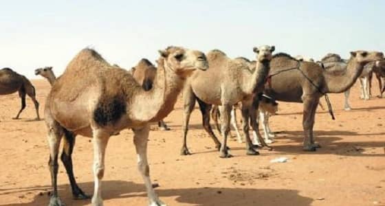 الحكم الشرعي في عقائر الإبل والغنم بين المتخاصمين