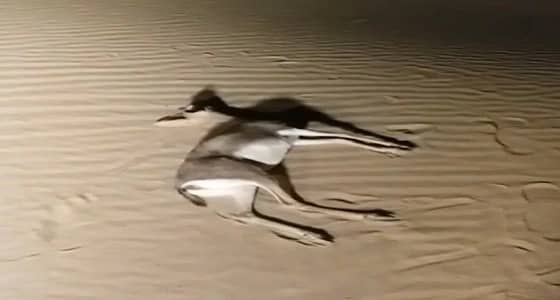 بالفيديو.. مقيم سوداني يصدم غزالا على طريق الرفيعة