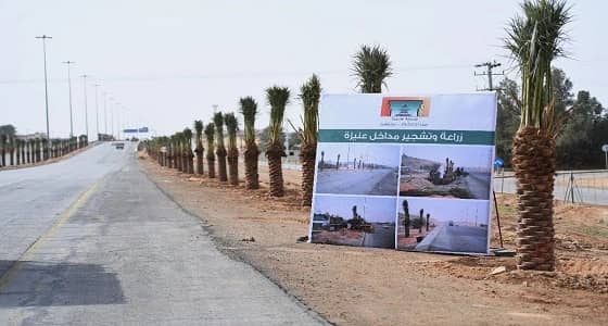 بالصور.. زراعة وتشجير مداخل عنيزة