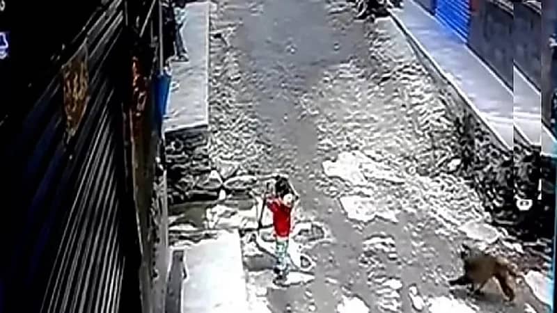 شاهد.. قرد يحاول اختطاف طفل صغيرة