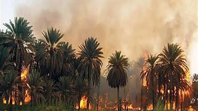 شاهد..حريق هائل يلتهم 1000 نخلة في السودان