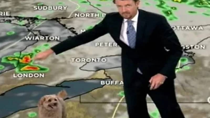 كلب يظهر خلال نشرة أرصاد جوية على الهواء مباشرة