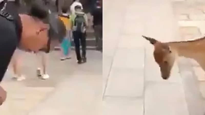 بالفيديو.. غزال يرد التحية بالياباني