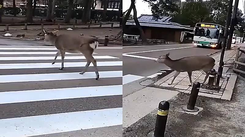 بالفيديو.. تصرف طريف لحيوان «الأيل» انتظر توقف المركبات ليعبر الطريق