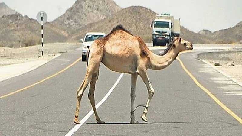 "المرور" توجه تنبيه هام لأصحاب المواشي لتجنب المساءلة القانونية