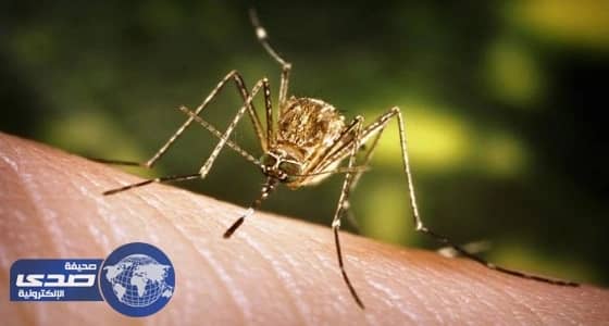 مبادرة لإطلاق 20 مليون بعوضة لمحاربة " زيكا "