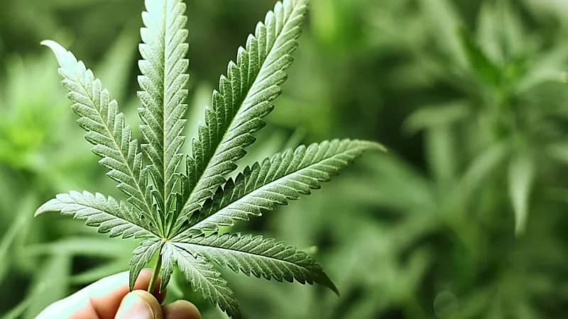 إنشاء مصنع للحشيش في المغرب