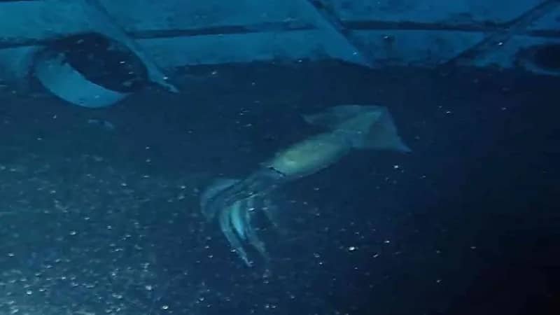 مخلوق غريب في البحر الأحمر يثير التساؤلات 