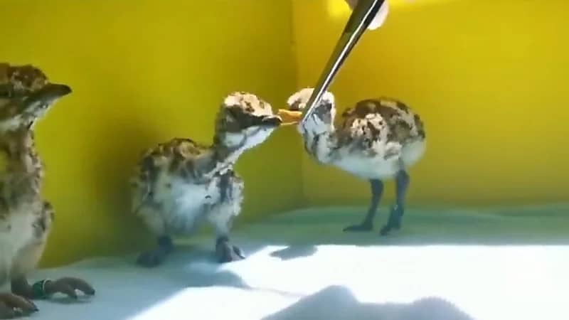 بالفيديو.. طريقة إطعام فراخ طيور «الحبارى» ضمن برنامج إعادة الإكثار