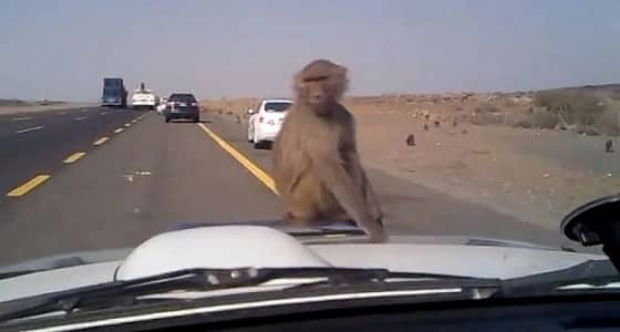 بلاغ مواطن يمنع حوادث سير بطريقي الطائف الباحة ومكة المدينة