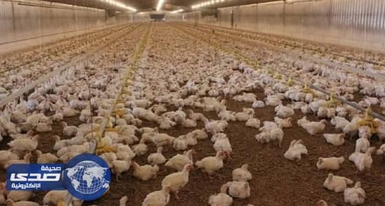 رفع حظر استيراد الطيور الحية من 4 دول