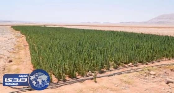 الأمن المصري يدمر 41 فدان مخدرات في حملة بالسويس وجنوب سيناء