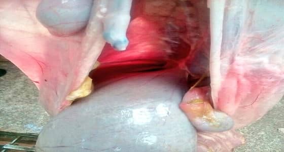 إعدام ذبيحة مصابة بالحمى بنجران