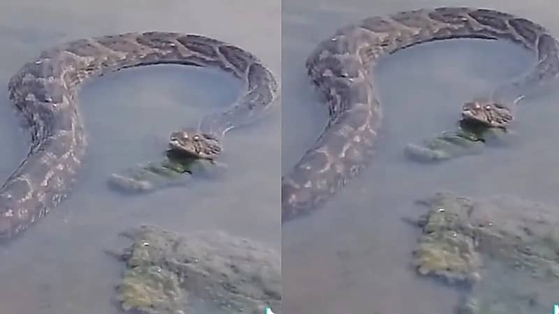 شاهد.. ثعبان عملاق في وادي بيش بجازان