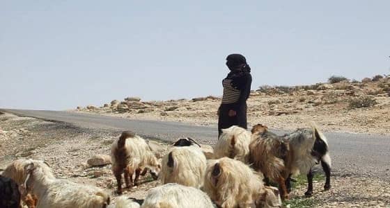 بالفيديو.. الخرفان توهق صالحة على الهواء