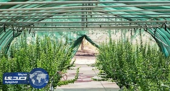 أمانة الأحساء تبدأ رسم الخطة التنفيذية لزراعة مليون شجرة