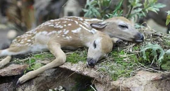 ولادة نادرة لغزالة برأسين في البرية