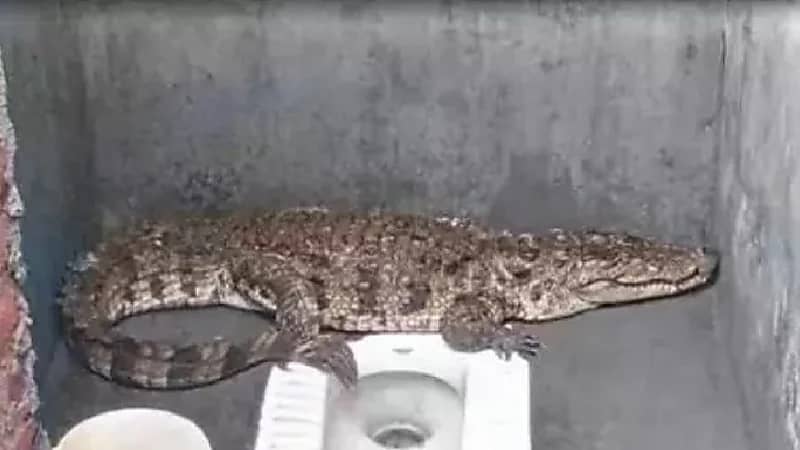 هندي يتفاجأ بتمساح عملاق يتجول داخل حمام منزله