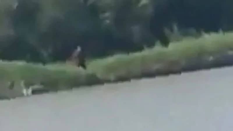 بالصور.. إنسان برأس كلب يتنقل بين العشب