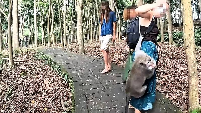 هجوم قردة على السياح في جزيرة بالي .. فيديو