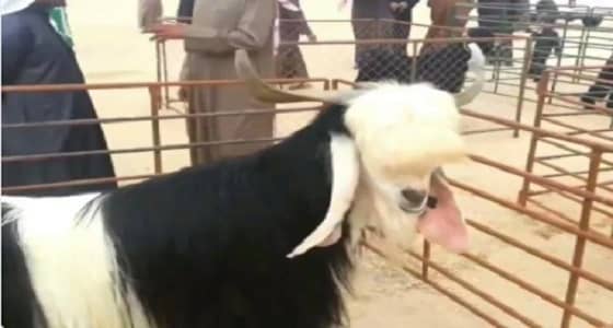 إجراء عمليات تجميل للماعز في الكويت