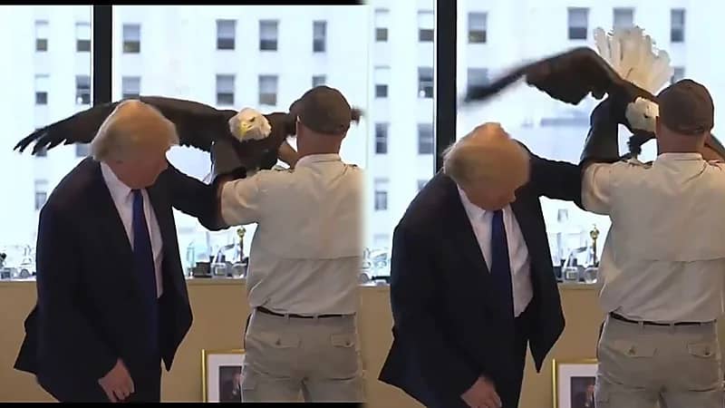 ترامب برفقة النسر الأصلع: الطائر الوطني يهاجم المرشح الجمهوري في مشهد محرج..فيديو