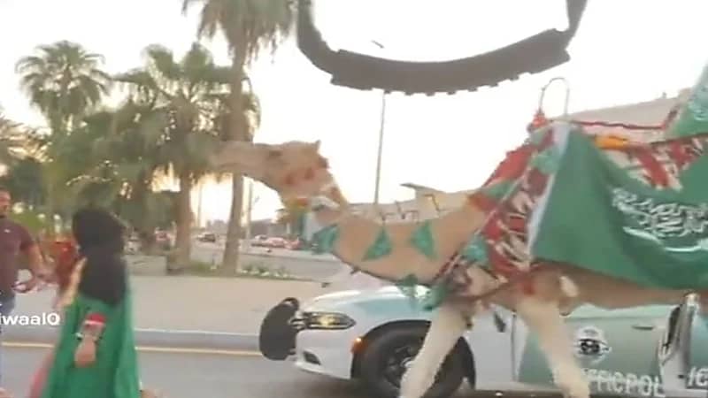 بالفيديو.. فتاة تحتفل باليوم الوطني بـ"ناقة"