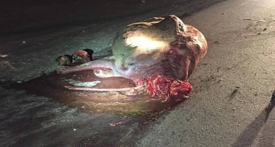 " بلدية غميقة " تحتجز إبلاً سائبة وتناشد مالكها بالمراجعة