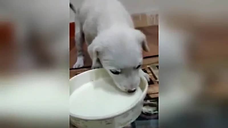 ‏بالفيديو.. شاب ينقذ كلب غرق في زيت السيارات