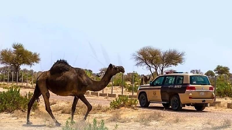 ضبط 8 مخالفين لنظام البيئة لارتكابهم مخالفات رعي