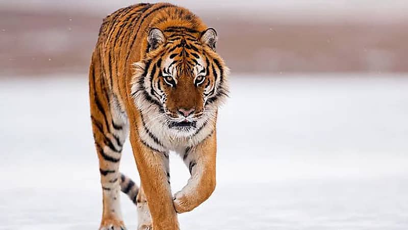 نمر يتجول في مطار بالهند ويثير الذعر