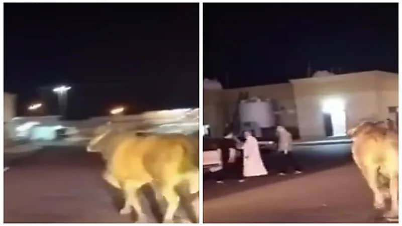السيطرة على ثور هائج أثار الهلع في إحدى شوارع المدينة المنورة.. فيديو